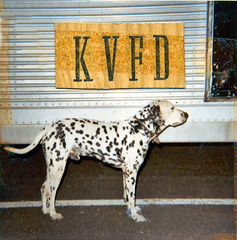 KFD Dalmation